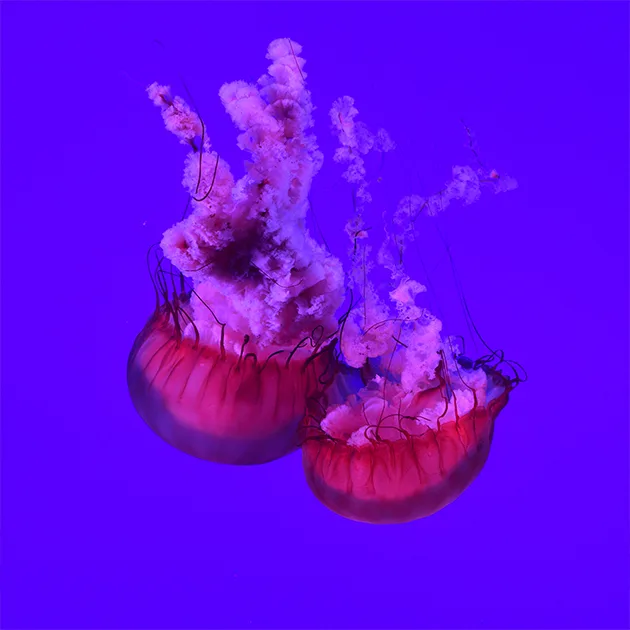 鲸鱼直播taibao